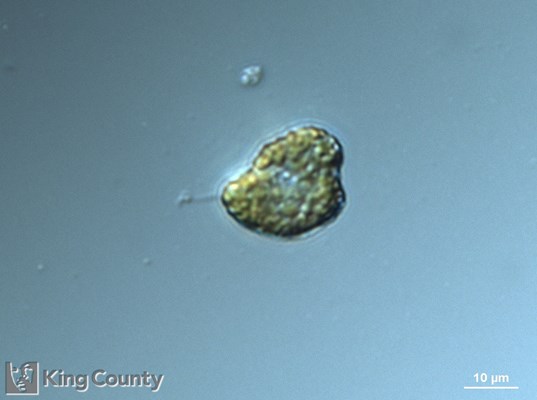 Photo of Heterosigma akashiwo